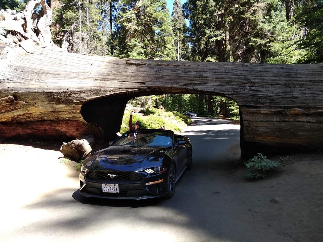 Sequoia Park, USA